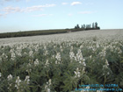 photo de champ de lupin