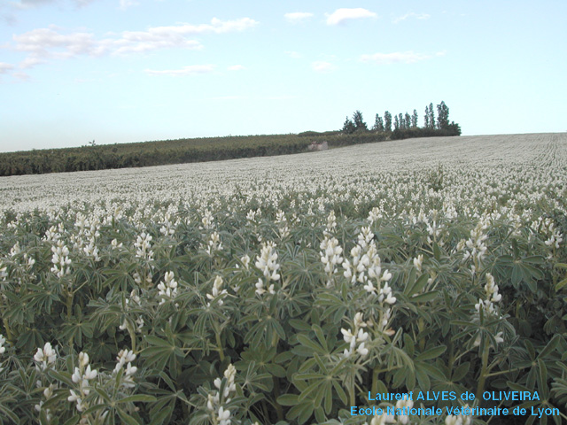 photo d'un champ de lupins blancs (Ouest de Lyon, 69, France, 2002)