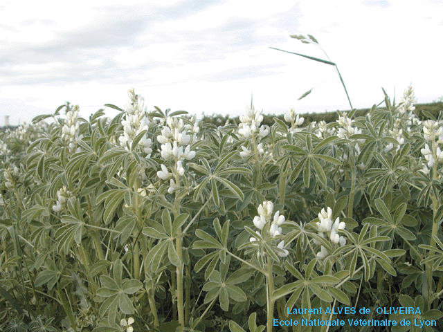 photo de plants de lupins blancs (Ouest de Lyon, 69, France, 2002)