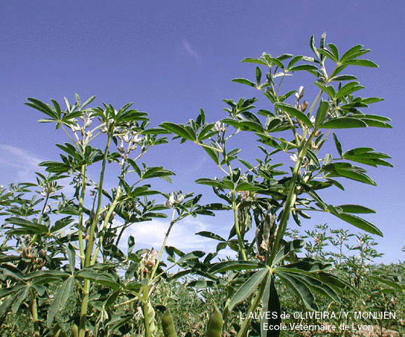 photo de plants de lupins blancs (Lentilly, 69, France, 2001)