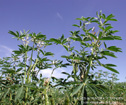 photo de plant de lupin