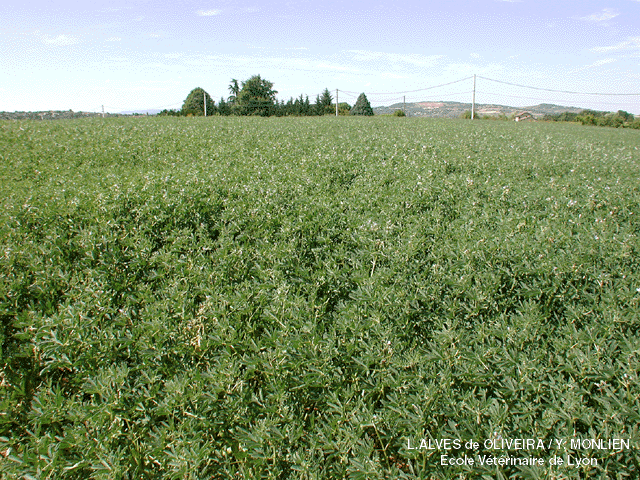 photo d'un champ de lupins blancs (Lentilly, 69, France, 2001)