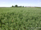 photo de plant de lupin