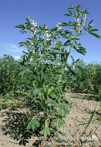 Plants de lupin blanc (Lentilly, Rhne 69, France,2001)