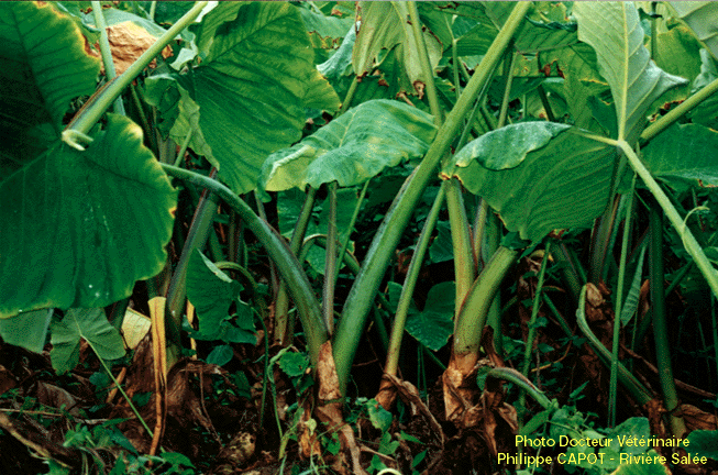 Photo d'une plantation de Tadjo  la Martinique (France)