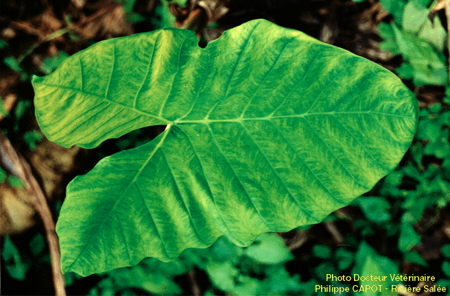 photo de feuille de Tadjo (vue rapproche)