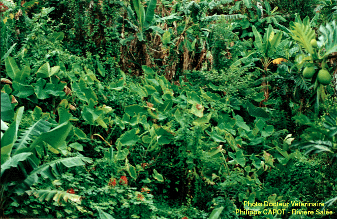 Photo de "Plantation" de Tadjo, Martinique, France