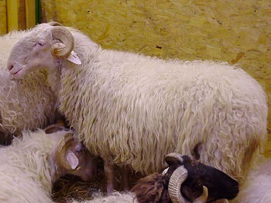 moutons de race basco-barnaise