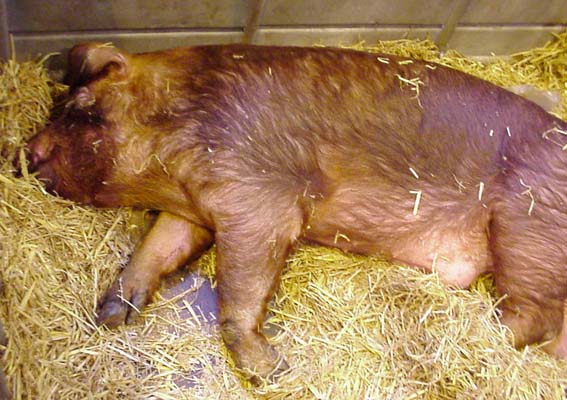 porc Duroc