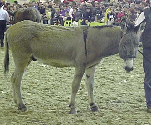 Ane du Cotentin