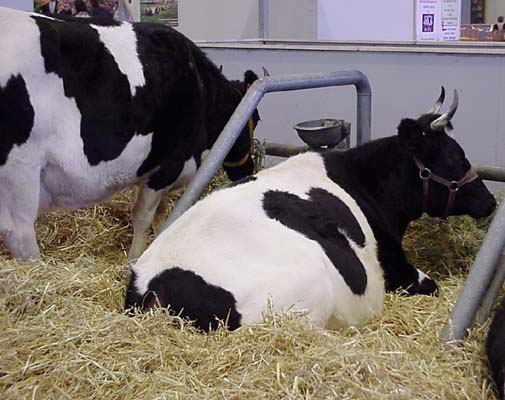 vache Bretonne Pie Noire