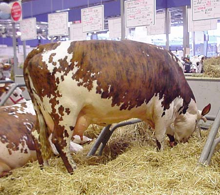 vache Normande