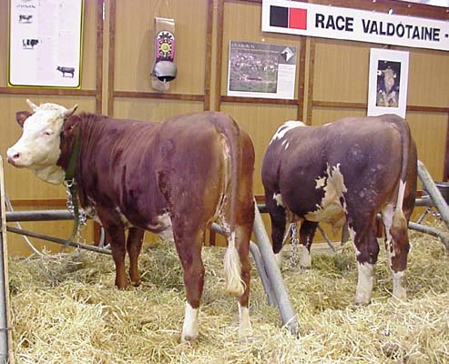 vache Valdtaine (Aoste-Italie)