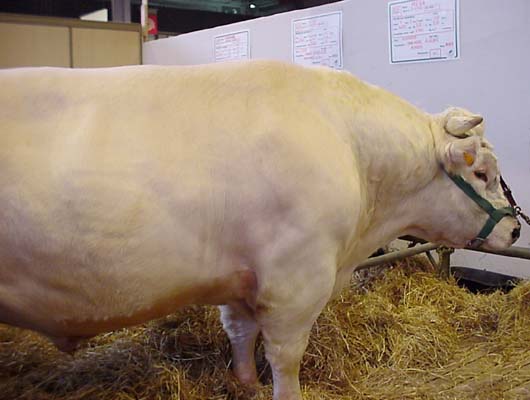 Taureau race Bleue du Nord