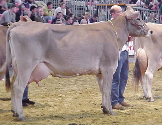 vache Brune des Alpes