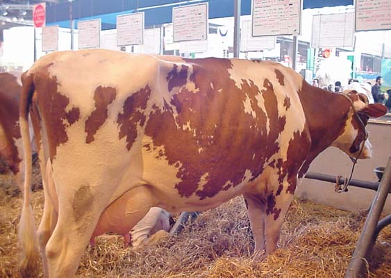 vache Pie Rouge des Plaines