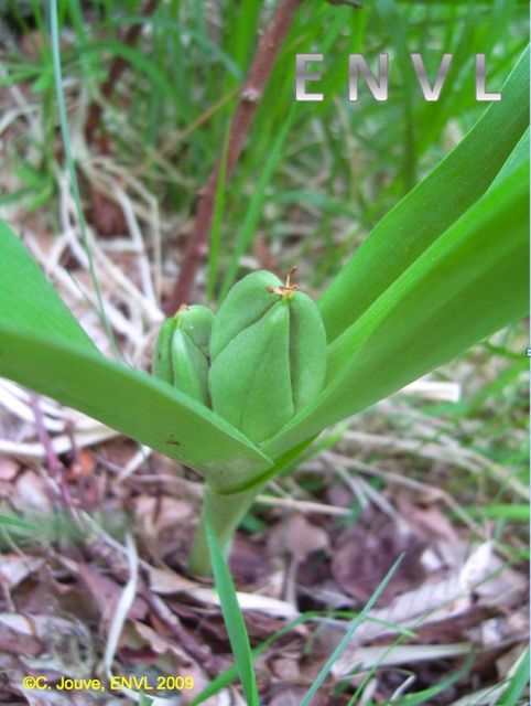 Colchique : fruit