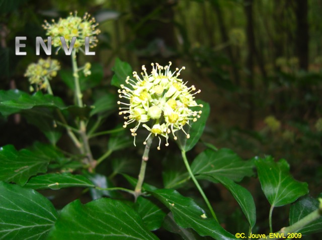 Lierre : inflorescence