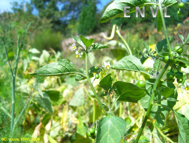 Morelle : plante entière