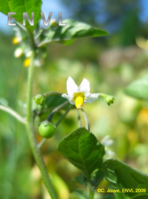 Morelle : fleurs