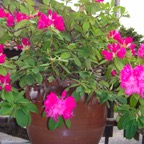 Rhodo1