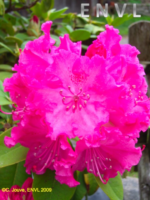 Rhododendron ornemental : fleurs