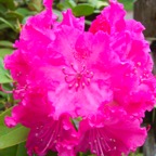 Rhodo2