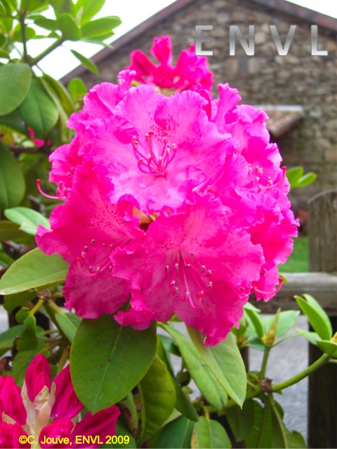 Rhododendron ornemental : fleurs