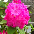 Rhodo3