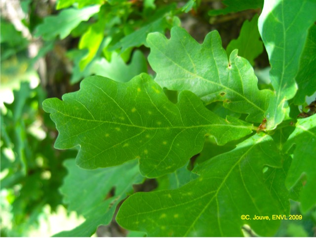 Chêne pédonculé : feuille