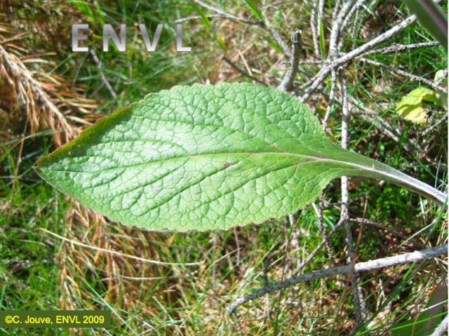 Digitale : feuille