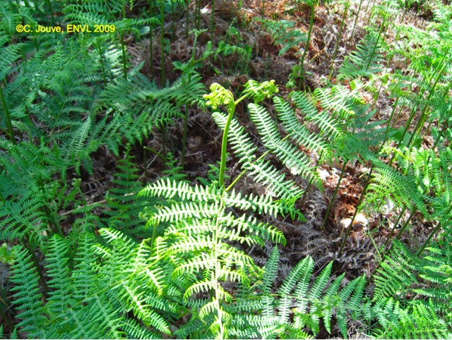 Fougère aigle : fronde (feuille)