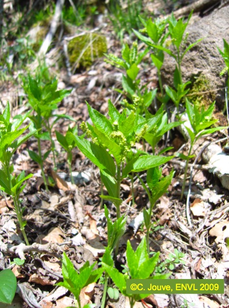 Mercuriale : détail inflorescence