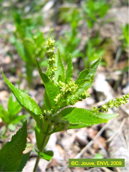 Mercuriale : détail inflorescence