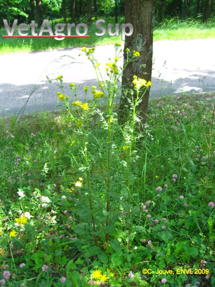 Séneçon Jacobée : plante entière