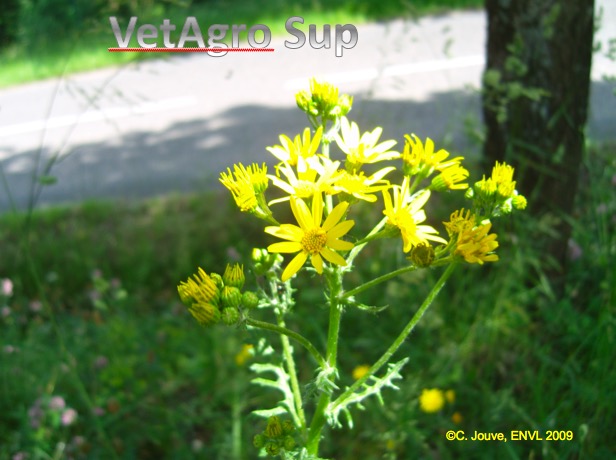 Séneçon jacobée : détail de fleur