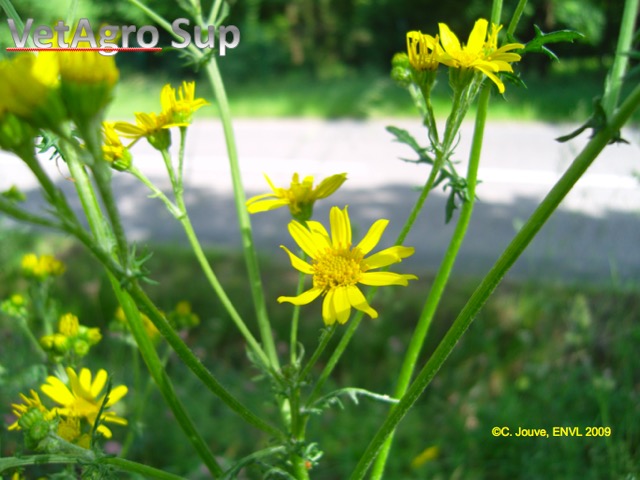 Séneçon jacobée : détail de fleur