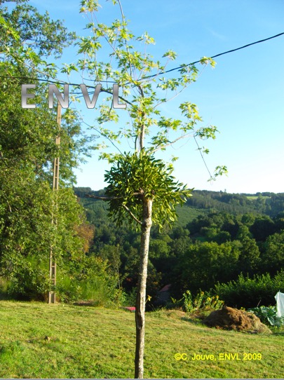 Gui : plante entière sur un arbre