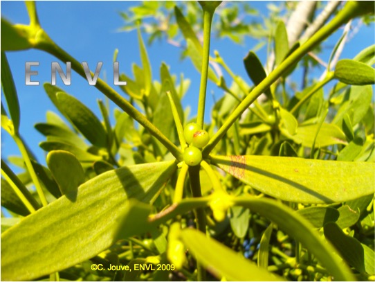 Gui : feuilles et fruits verts