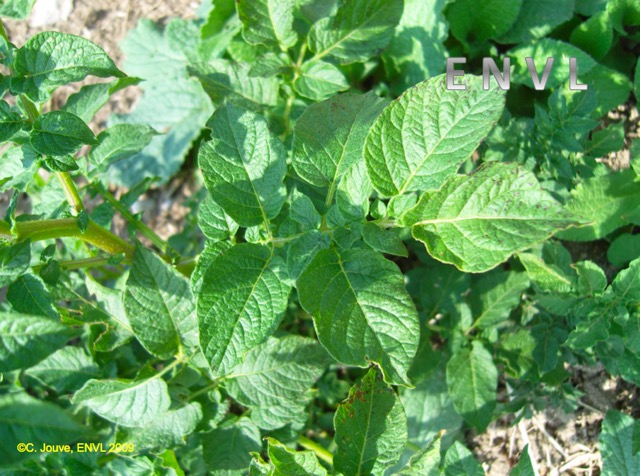 Pomme de terre : feuille