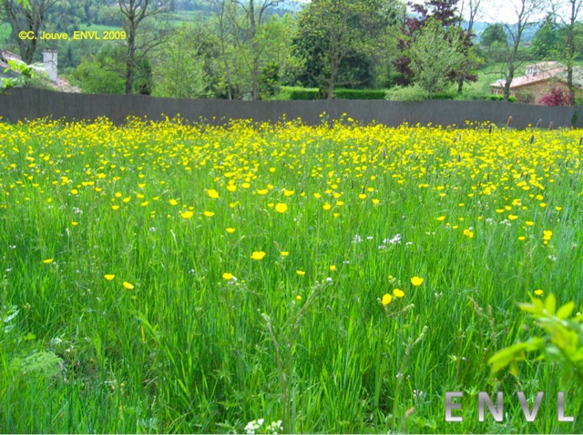 Renoncule : prairie et vue d'ensemble