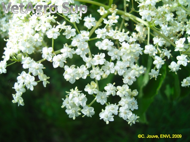 Sureau : détail inflorescence